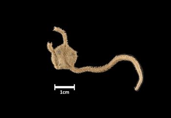 Media type: image;   Invertebrate Zoology OPH-1512 Description: Top of brittle star with a view of the disc.;  Aspect: dorsal